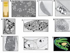 plastoglobuli，plastoglobulin